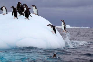EU-stuurt-asielpinguins-terug-naar-Antartica
