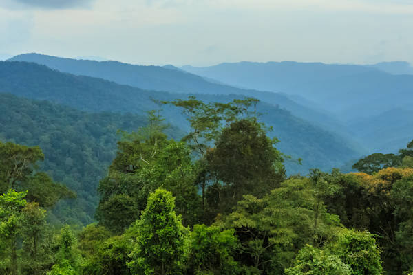 Brazilië verandert van mening: “Amazonewoud moet toch niet weg”