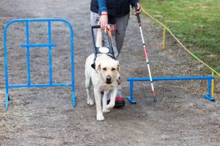 blind-blindengeleidehond-hulphond-blindheid