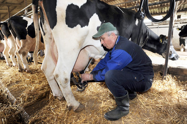 Angry farmer milks cows in Overijssel