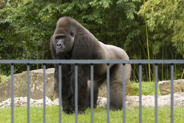 Apenpokken: Dierentuin houdt gorilla’s voorlopig achter de hekken