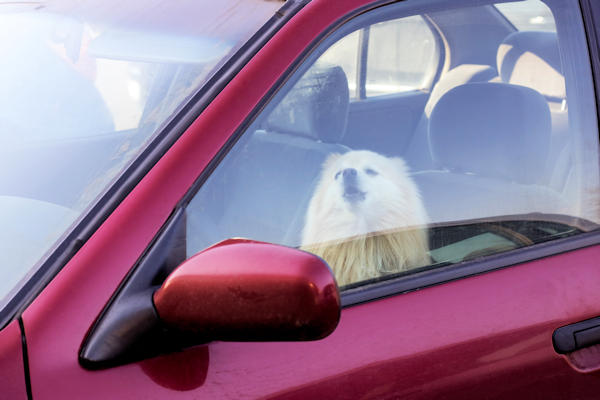 Autofabrikanten: “Bescherm snikhete auto tegen inzittende hond”
