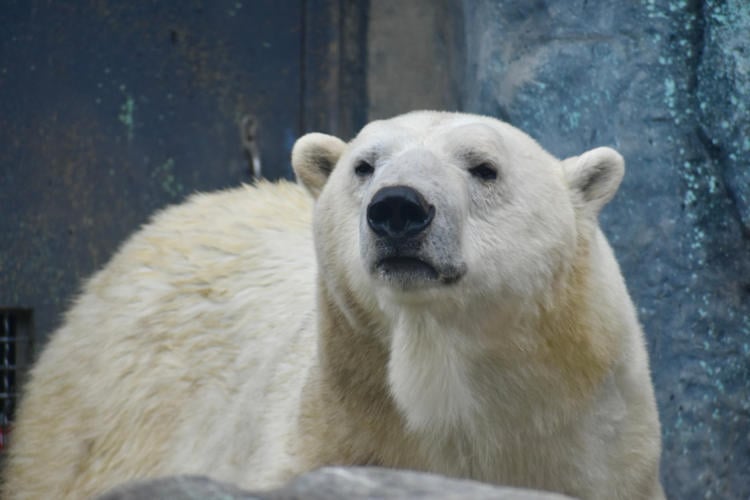 Dierenpark haalt ijsberen naar binnen vanwege de kou