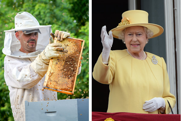 Imker Jonas (48) gaat met 6.000 bijen naar uitvaart Elizabeth