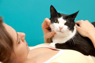 kat-katten-poes-poezen-huisdier-baasje2