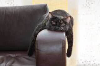 kat-poes-huisdier