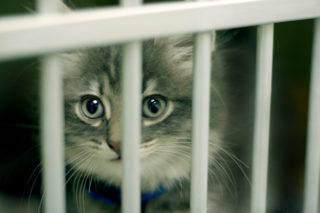 katten-horen-niet-in-de-gevangenis