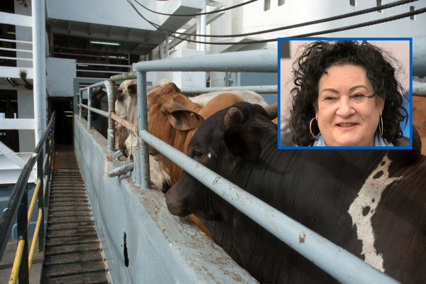 BBB trots: “Eerste schip met koeien inmiddels onderweg naar Nederland”