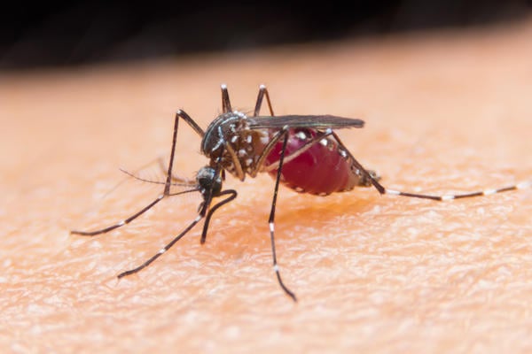 Muggenbescherming roept op: “Help muggen een handje!”