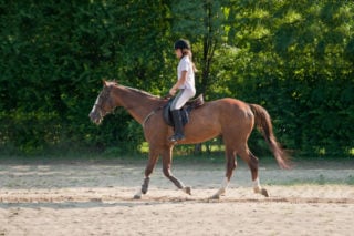 Is Paardrijden Een Sport 2021 Paardrijden Officieel Geen Sport Meer