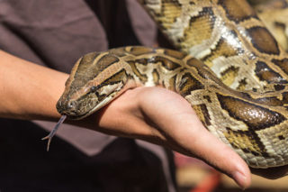 python-slang-wurgslang