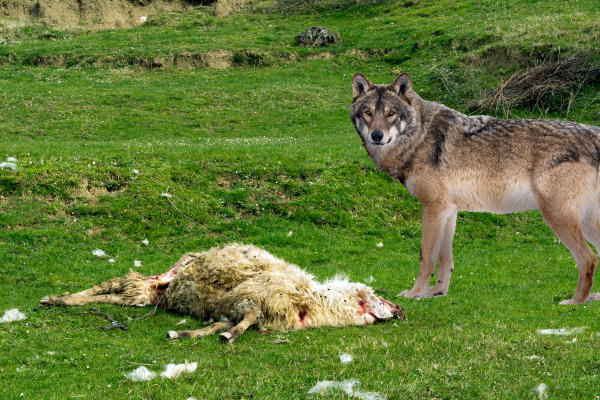 schaap-wolf-schapen-wolf.jpg