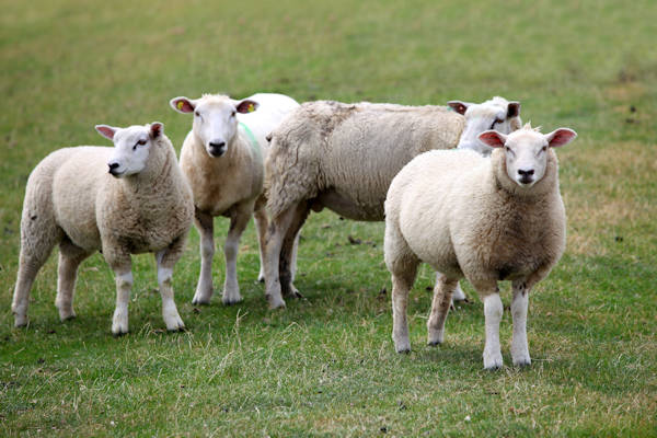 Vier schapen niet uitgenodigd voor Offerfeest