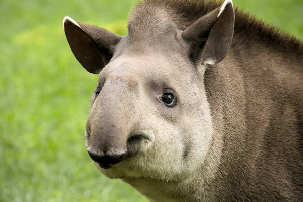 Historici Jezus Had Een Tapir
