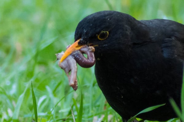 Vogelbestrijding waarschuwt: “Merel verschalkt jaarlijks honderden wormen”